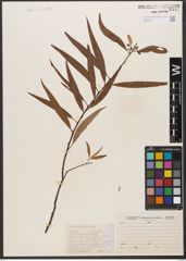 Foto von Salix woodii Seemen